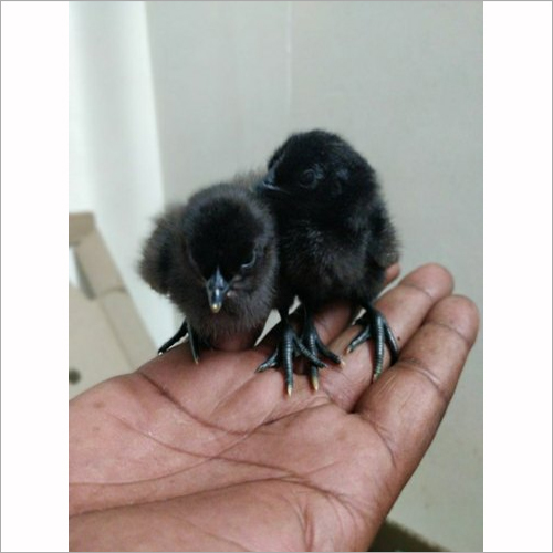 21 Days Old Kadaknath Chicks