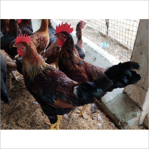 Desi Chicken