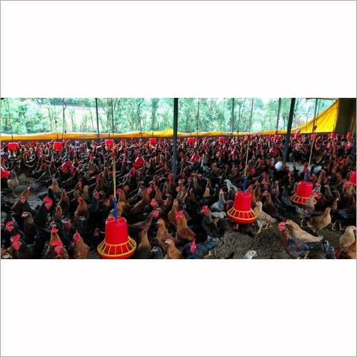 Desi Chicken
