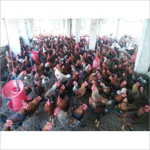 Country Chicken