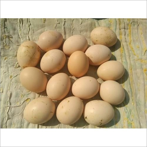 Kadaknath Hatch Eggs