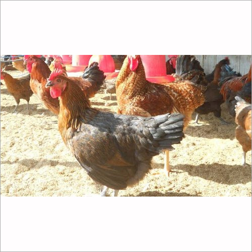Satpuda Chicks