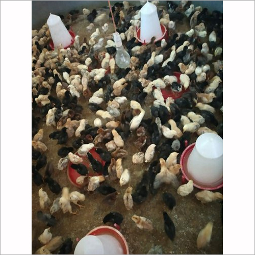 Satpuda Chicks