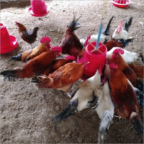 Poultry Hen