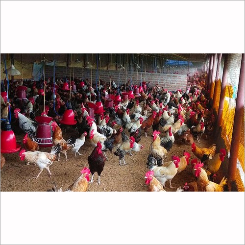 Poultry Hen