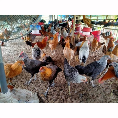 Sonali Chicken
