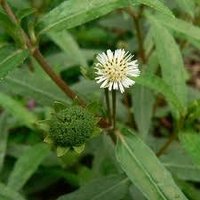 Bhringraj Herbs