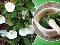 Shankhpushpi Herbs