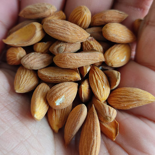 Almonds - Kashmiri Kernel