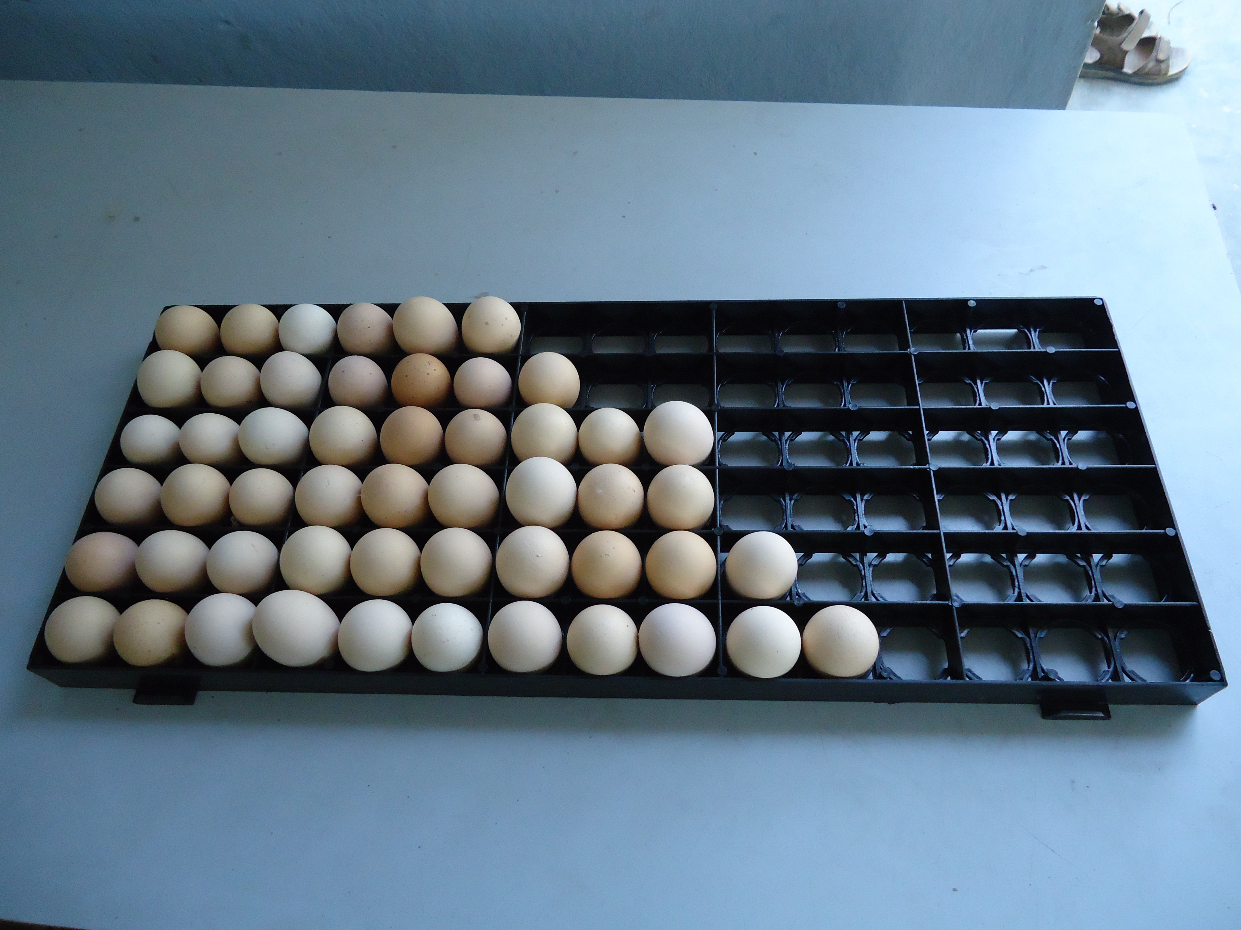 incubator, egg incubators, poultry equipments