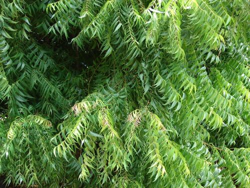 Neem Leaves Powder