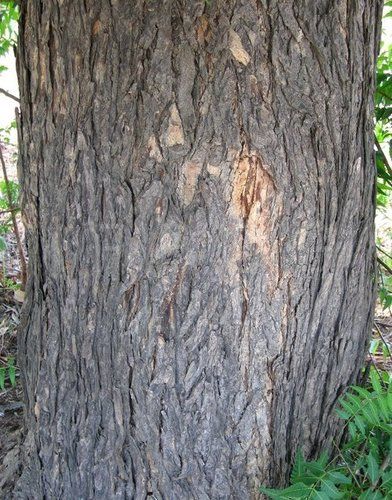 Neem Chaal Powder