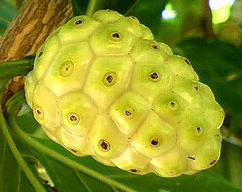 Noni Powder