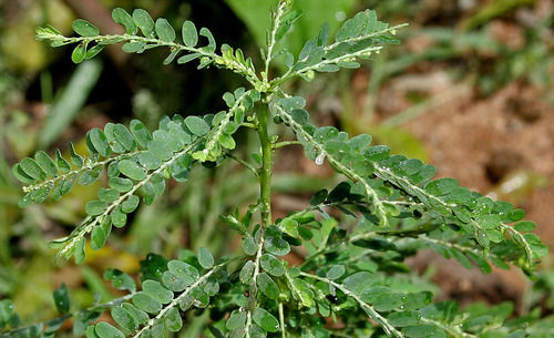 Bhui Amla Powder