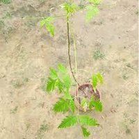 Bakain Plant