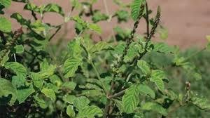 Chirchira Herbs By SUNRISE AGRILAND DEVELOPMENT & RESEARCH PVT. LTD.