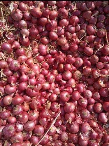 Fresh Onion Shelf Life: 6-7 Days