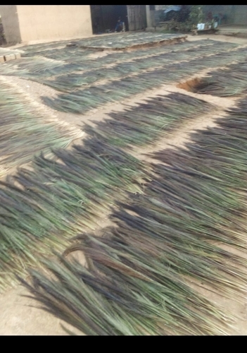 Broom Grass Raw Material - Multi Container Broom Grass, Durable and Eco-Friendly Broom Production Material