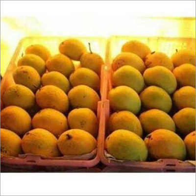 Fresh Alphonos Mango