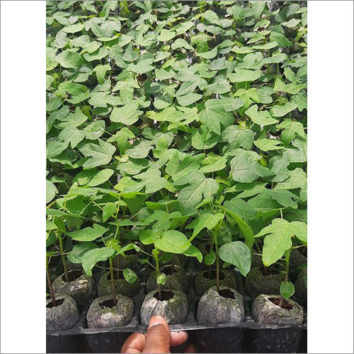 Hybrid Fresh Papaya Plants