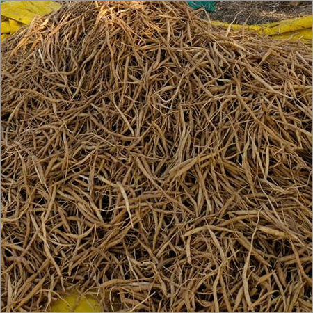 Dry Shatavari Root