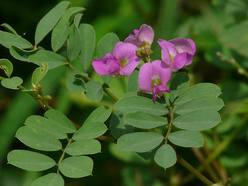 Sarpunkha Powder