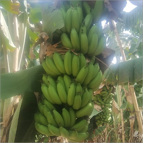 Fresh Banana