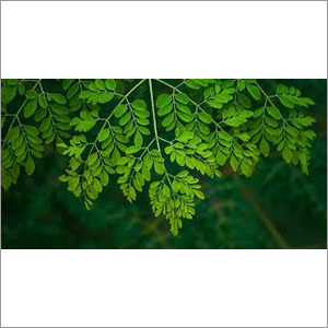 Moringa Leaves