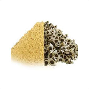 Moringa Seed Powder