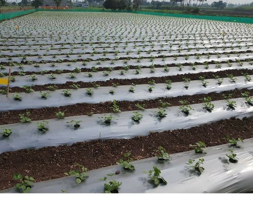 Mulching Films