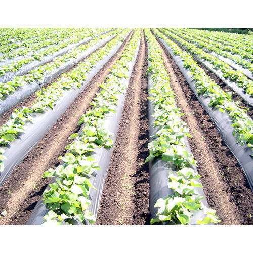 Plastic Mulching Film