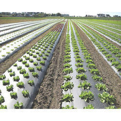 Plastic Mulching Film