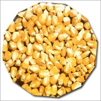 Maize (Corn)