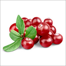 Fresh Cranberry - Organic Natural Size, Naturally Shaped Fresh Variety with Superior Quality