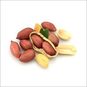 Fresh Groundnut - Organic Grade A | Natural Size, Premium Quality Healthy Snack