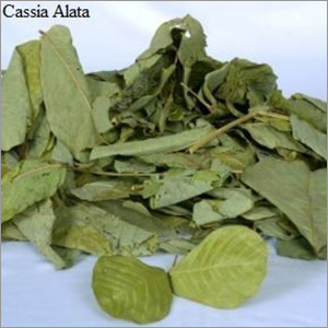 Cassia Alata Leaves