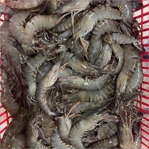 Frozen Shrimps By SIPSO TROPICAL DRINK CO., LTD.
