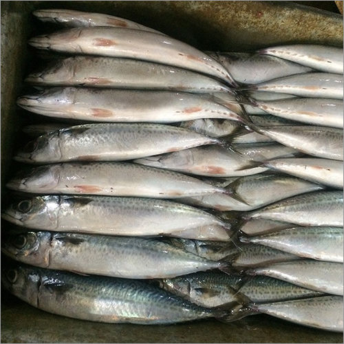 Frozen Pacific Mackerel