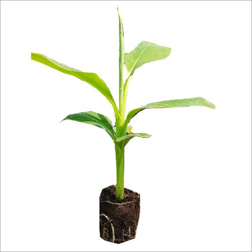 Banana Tissue Culture Plants By RAM BIOTECH AGRI INPUTS