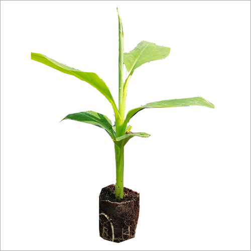 Banana Tissue Culture Plants