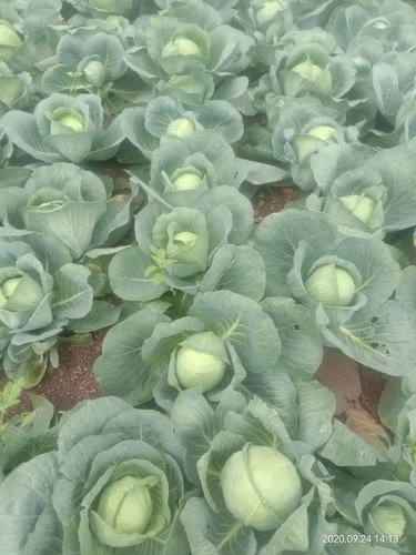 Fresh Cabbage By MPS DEY INTERNATIONAL PRIVATE LIMITED