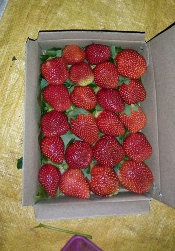 Strawberry Mahabaleshwar