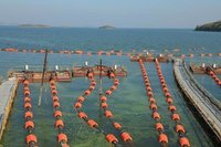 Marine Hose Floats - Color: Orange
