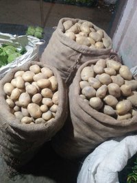 Potato -Pukhraj