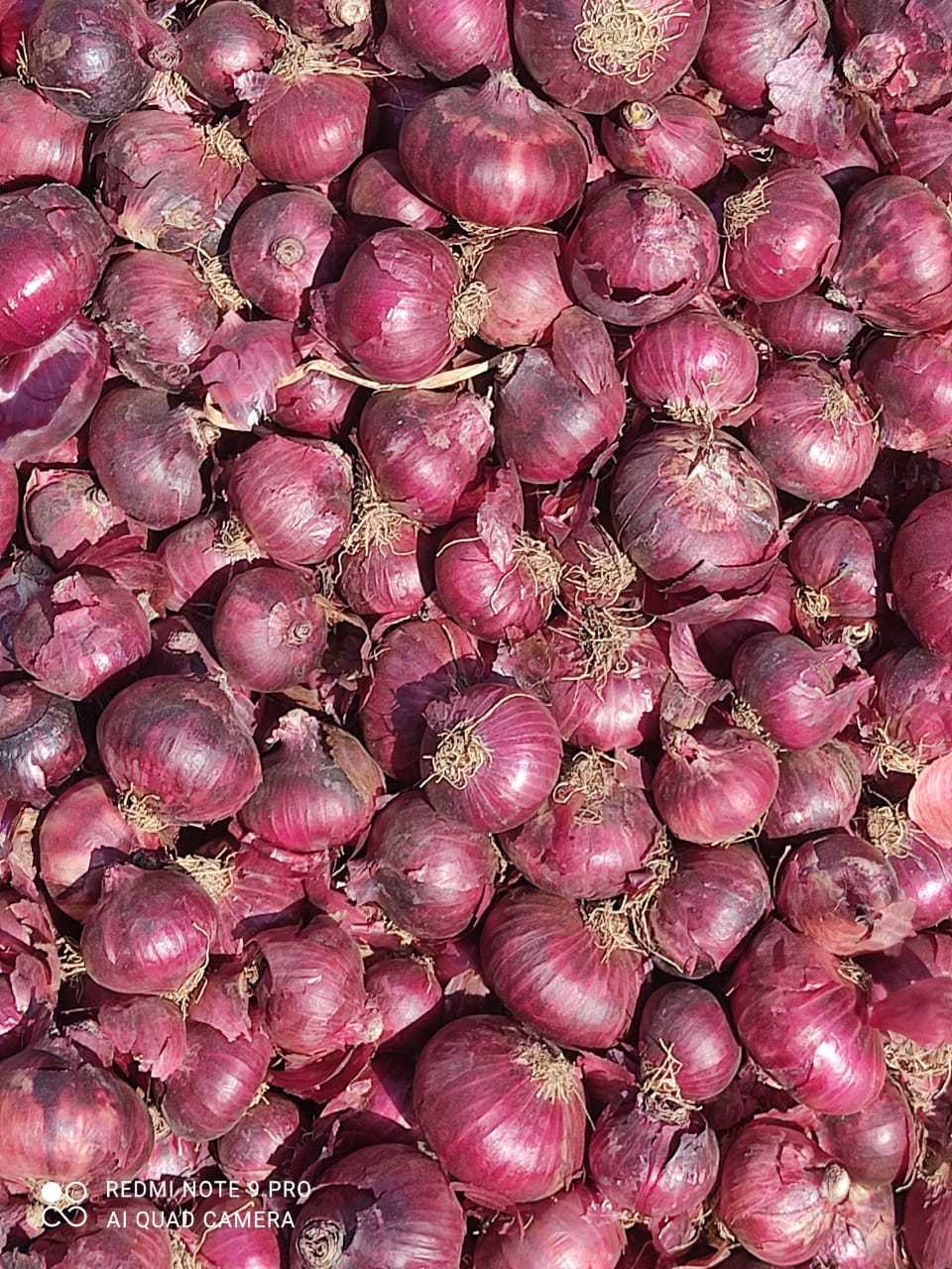Onion- Medium Quality(Large)
