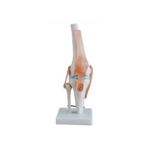 Knee Joint Model