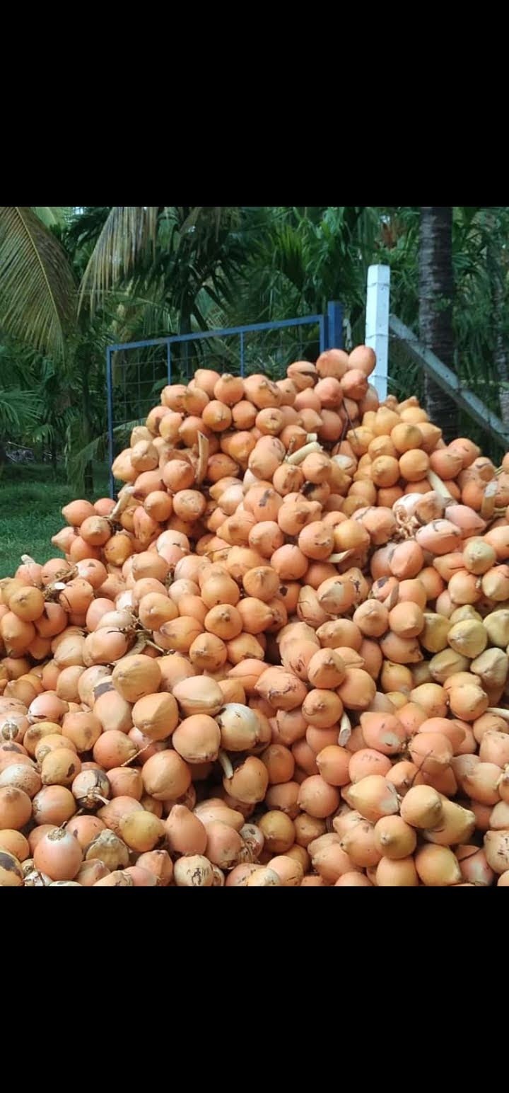 Orange Tender Coconut