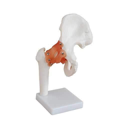 Pvc Hip Joint Model