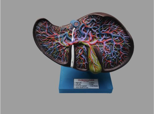 Liver Model