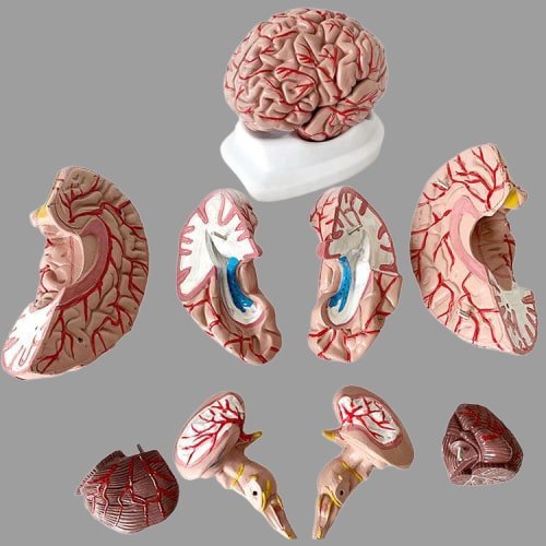 Brain Model By HORIZON INTERNATIONAL
